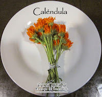 Maravilla o Caléndula (Calendula officinalis)
