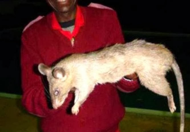 Foto Tikus-Tikus Raksasa Yang Berhasil Ditangkap Manusia | Gambar Unik