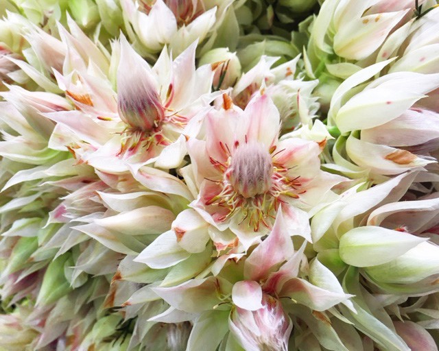 Protea Blushing Bride Flowers - Wholesale - Blooms By The Box