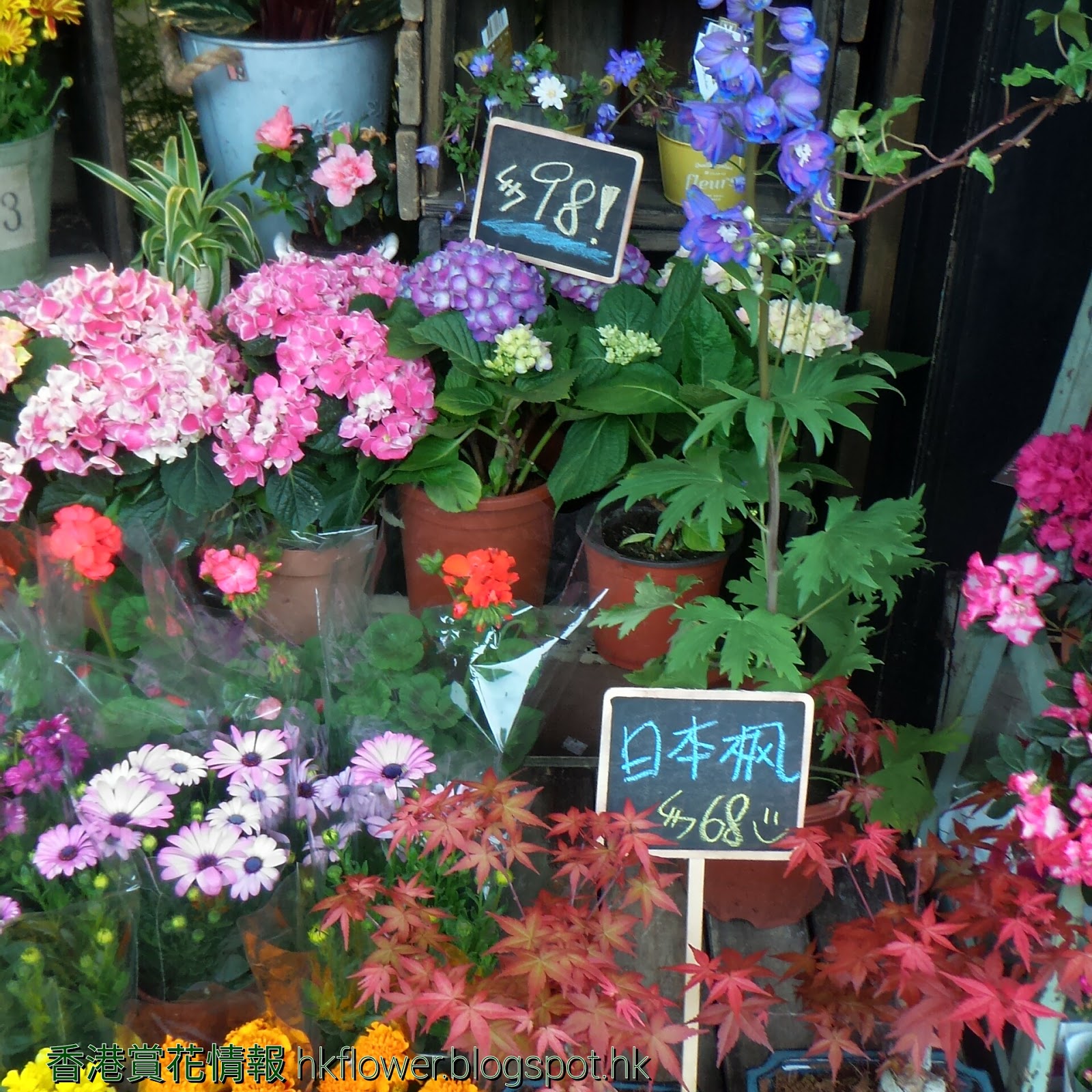 賞花情報