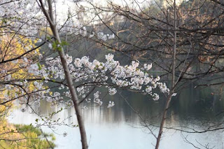 Blossoms beside Grenadier Pond.
