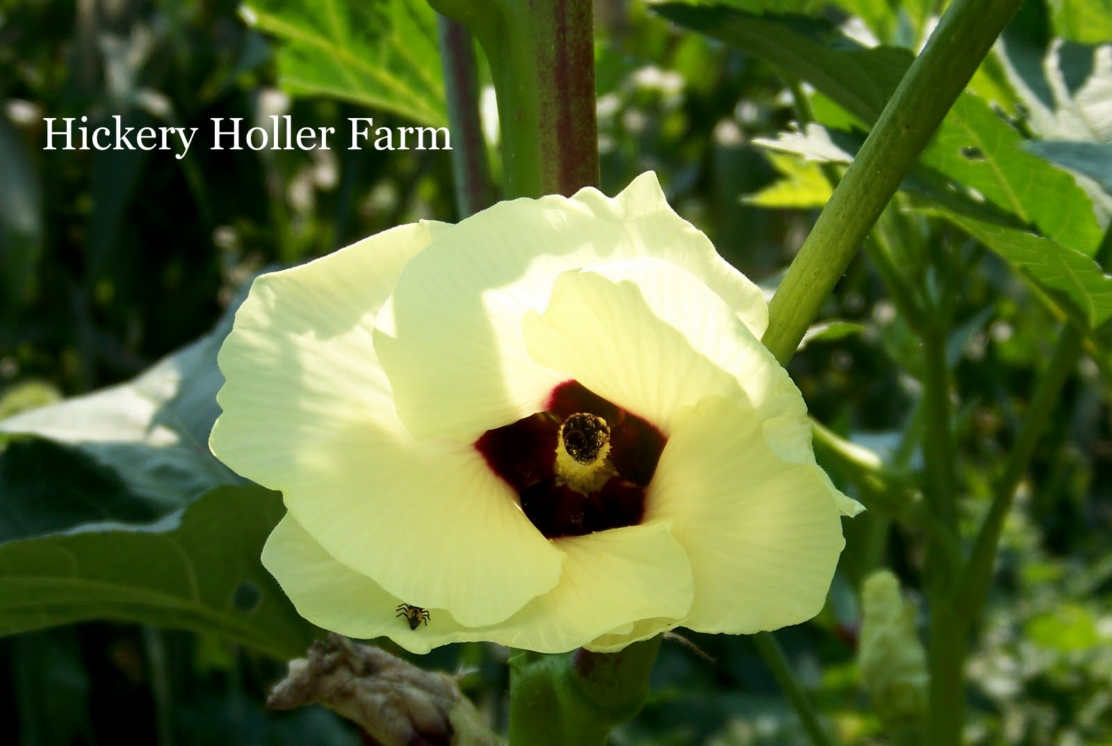 Hickery Holler Farm The Okra Patch