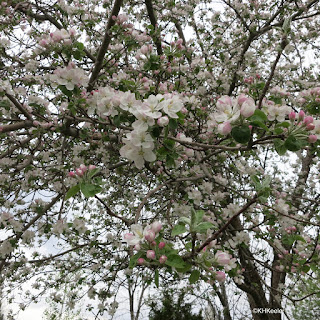 apple blossoms, Colorado