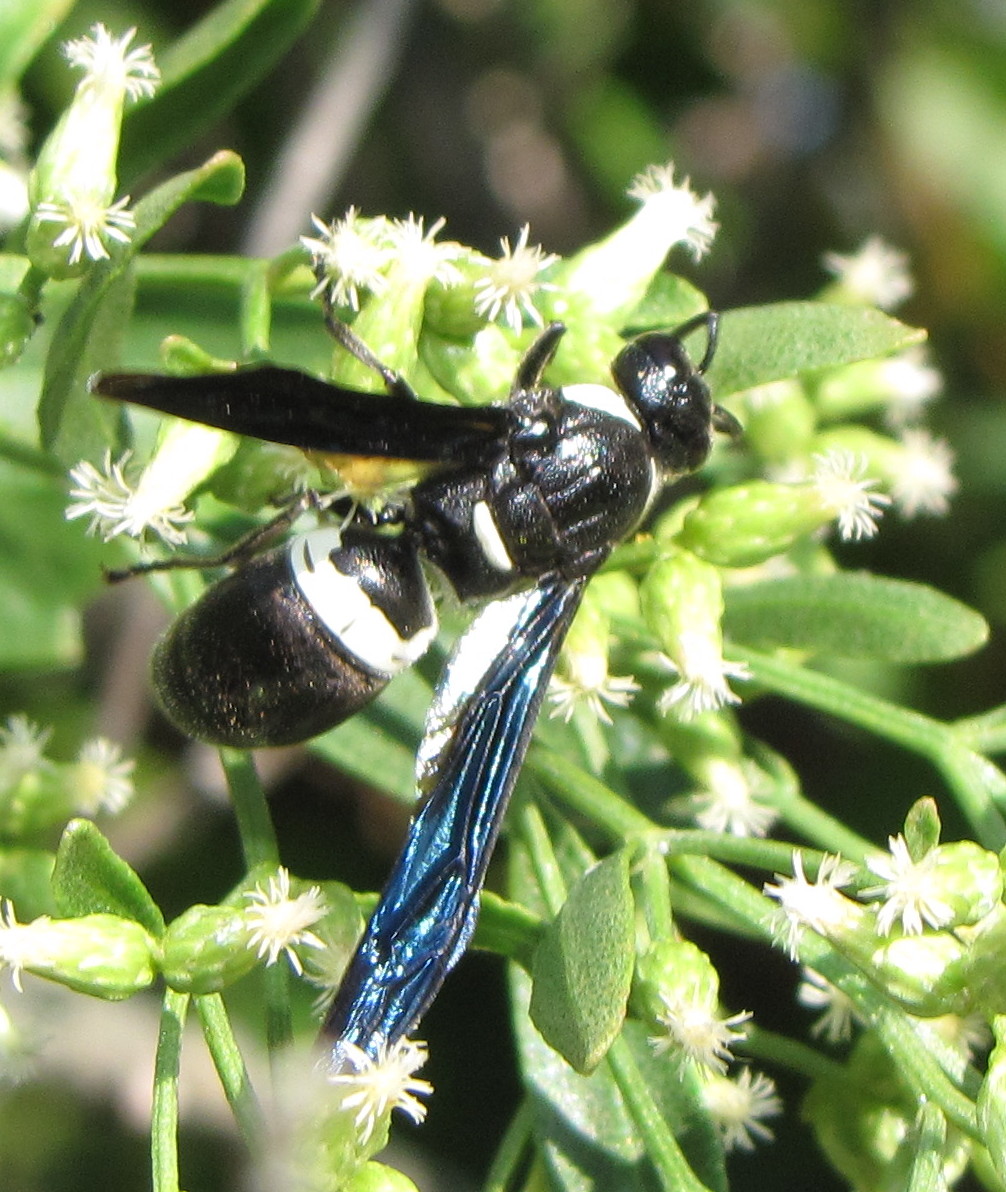 Bug Eric: Wasp Wednesday: Four-toothed Mason Wasp