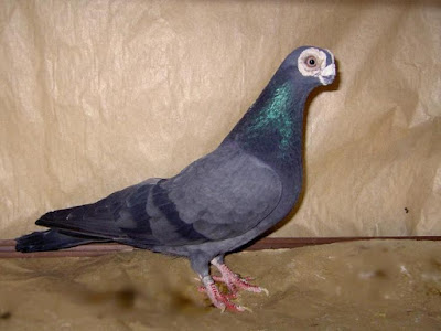 Pigeon caronculé Polonais - Polnische Warzentaube