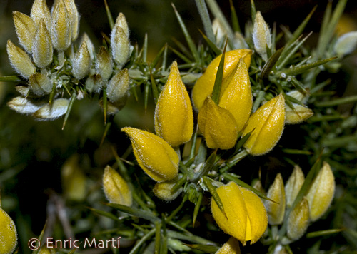 Leguminosae Ulex baeticus subsp baeticus Flores Silvestres del Leguminosae Ulex baeticus subsp baeticus Flores Silvestres del