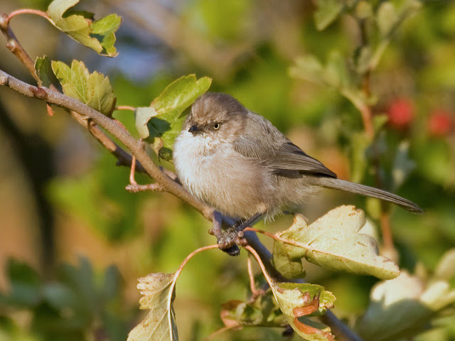 Female Bushtit Female Bushtit