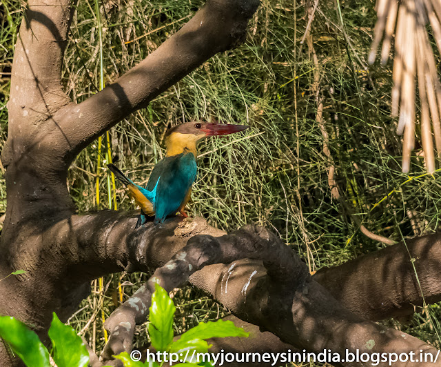 Ranganathittu Birds King Fisher