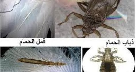 علاج حشرات الحمام السلي الفاش ذباب الحمام سوس الريش قمل الحمام