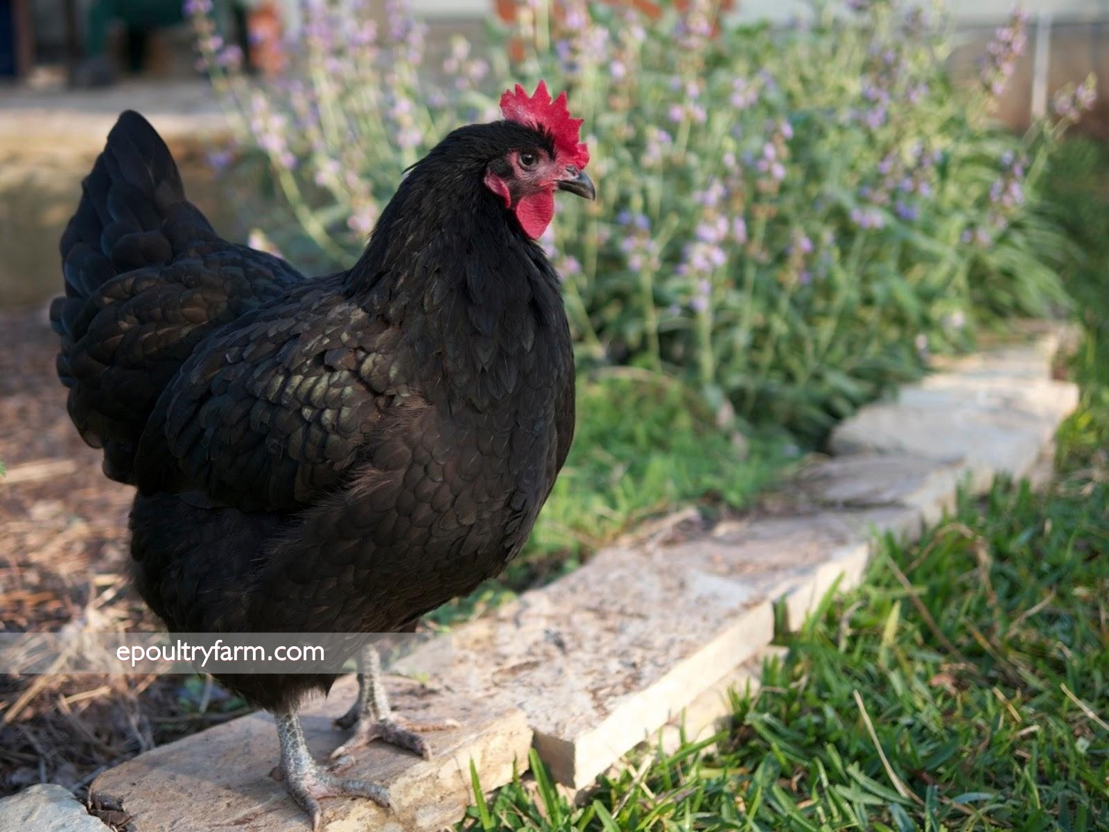 Australorp chicken Full Details ePoultryFarm