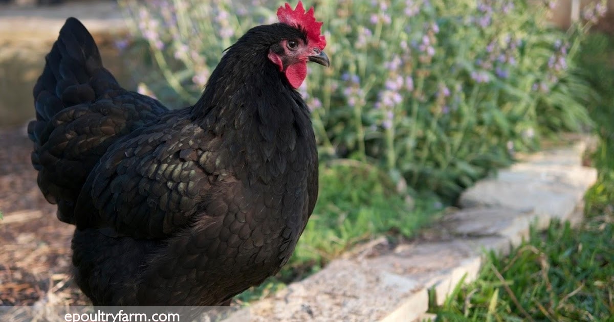 Australorp chicken Full Details ePoultryFarm