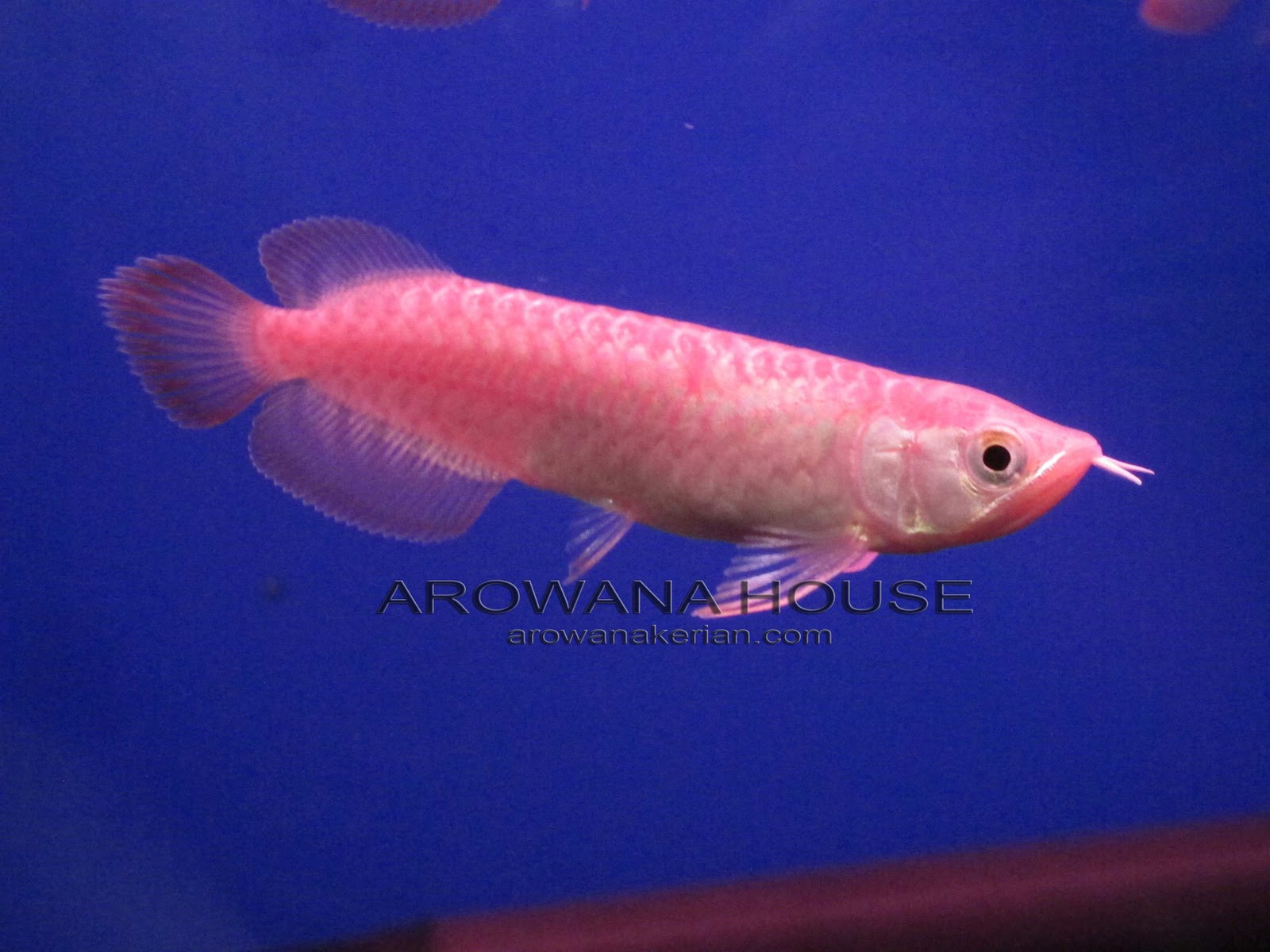 AROWANA HOUSE Chili Red Arowana