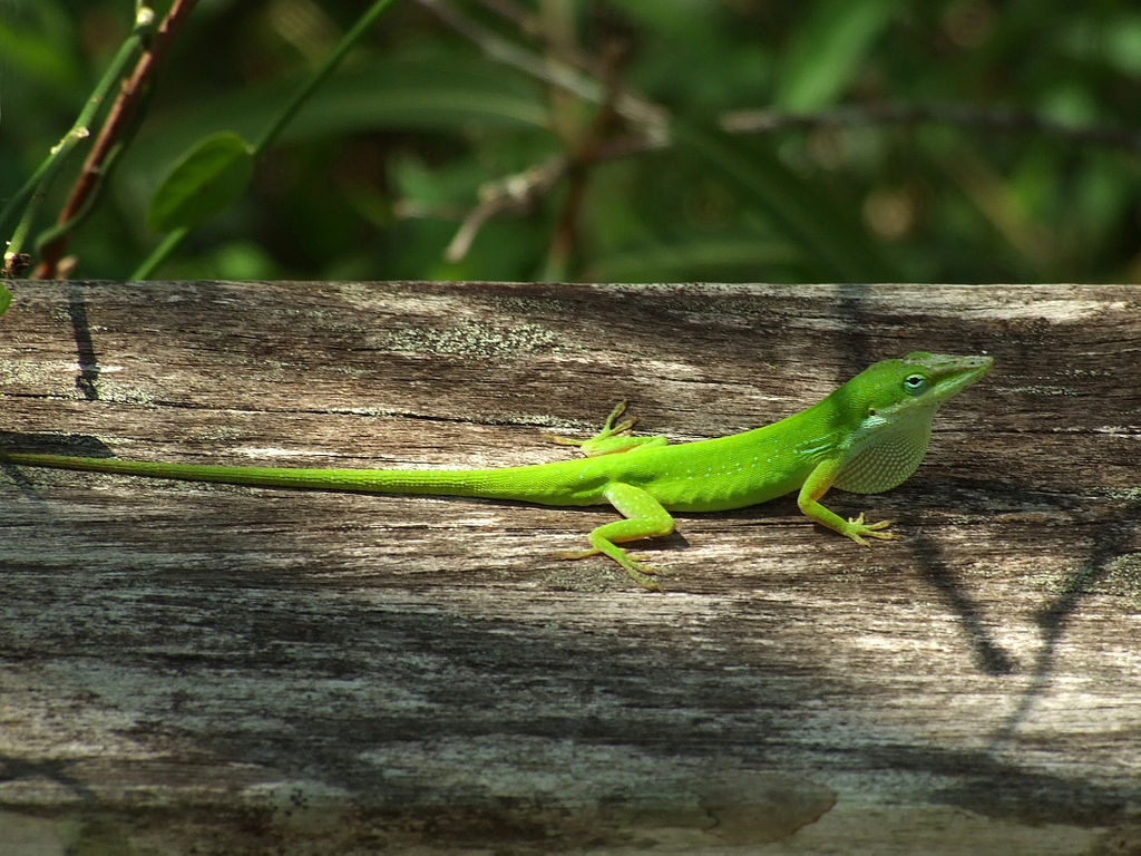Some Sleepy Anoles from Costa Rica - Anole Annals