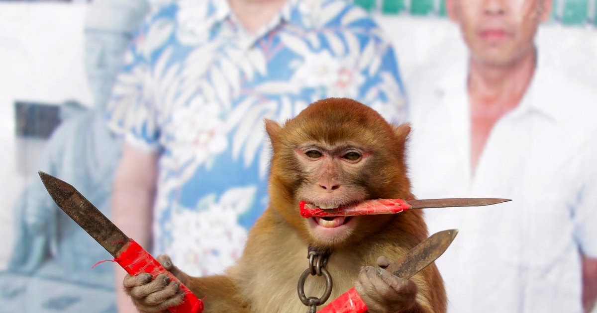 The Daily Scare Knifethrowing Monkey Protects Home from Intruder
