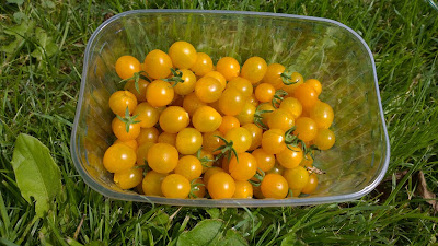 Tomate gelbe Murmel (c) by Joachim Wenk Tomate gelbe Murmel (c) by Joachim Wenk