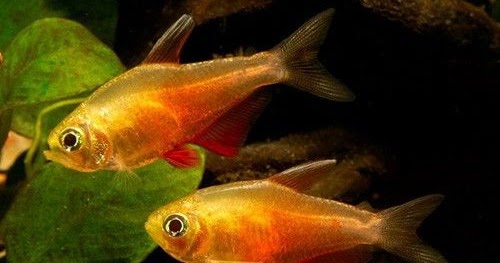 flame tetra care