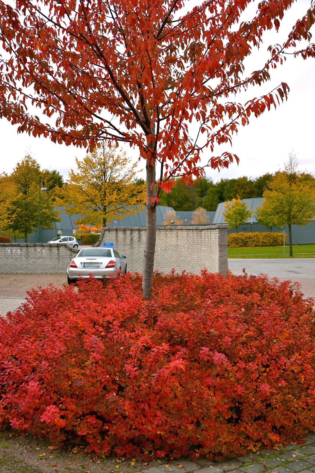 Cattis och Eiras Trädgårdsdesign: Björkspirea – Min favorit