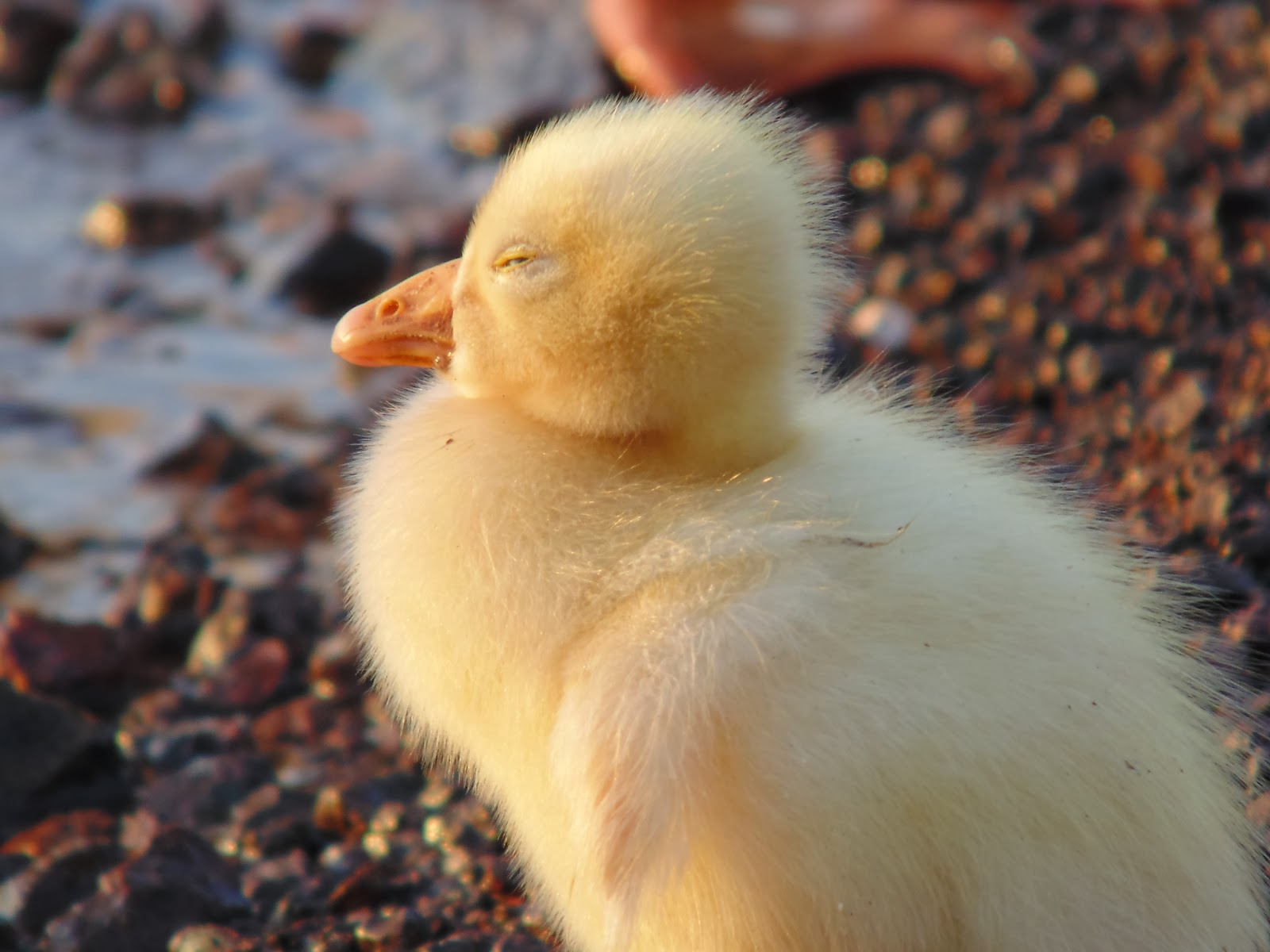 baby duck at pawana lake near pune