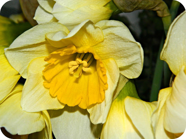 Daffodils open bloom