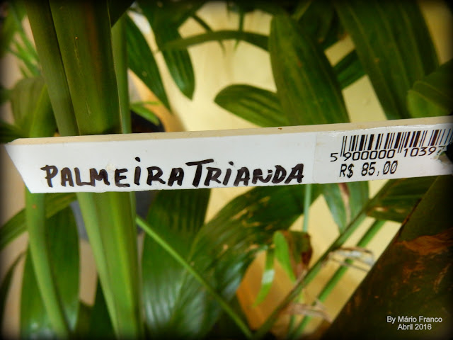 PALMEIRA ARECA TRIANDRA - ( Areca triandra )