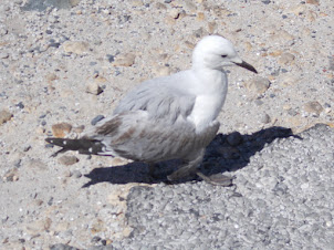 Sea Gull on Robben Island.