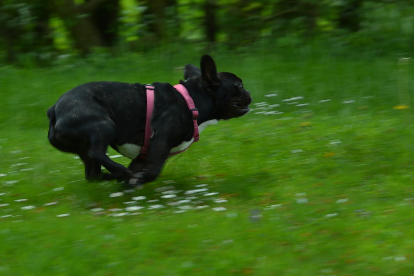 rencontre bouledogue francais vincennes