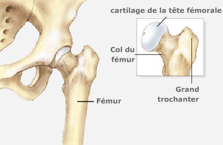 Cartilage Cartilage
