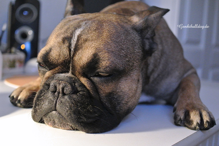 Hundbelog Französische Bulldogge Genki Bulldog Hundbelog Französische Bulldogge Genki Bulldog