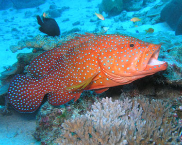 pic of grouper fish pic of grouper fish