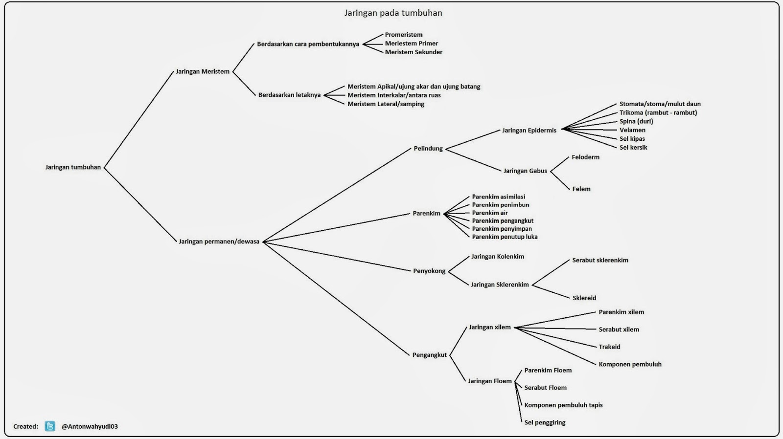 Contoh Soal Biologi Kelas 11 Tentang Jaringan Tumbuhan