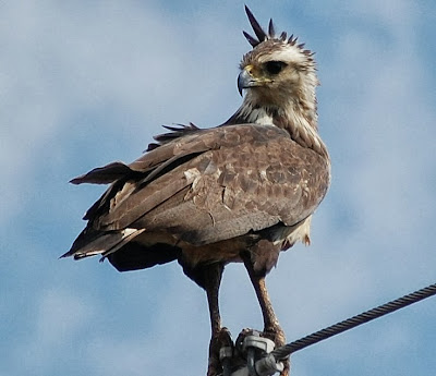 Águila coronada Harpyhaliaetus Buteogallus coronatus