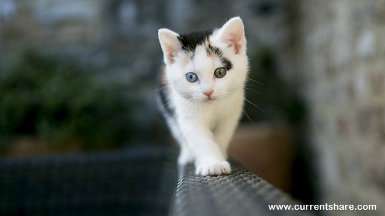 national cat day images national cat day images national cat day photos, national cat day clip art