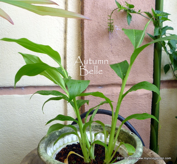 My Nice Garden Torch Ginger Flower Seeds Germination