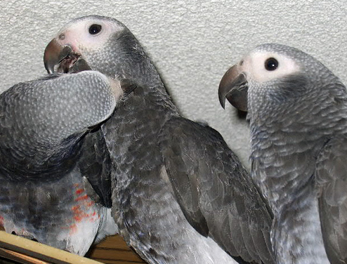 Learn more about Timneh African Grey Parrots
