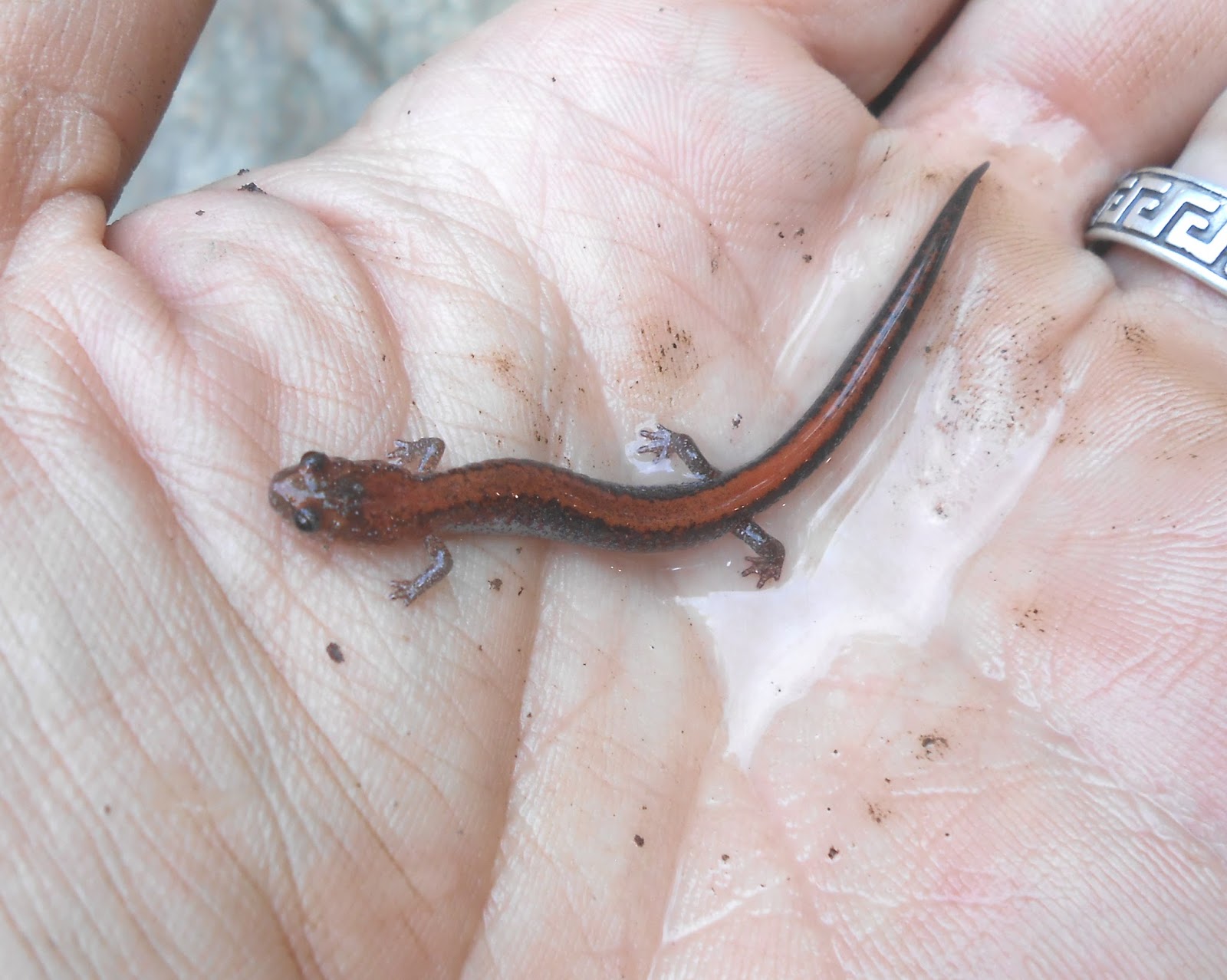 Natural Allegheny Lungless salamanders