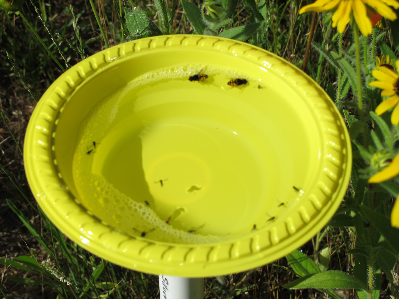 Life of a Pollinator: Bee bowls, hand collections, and stung thumbs