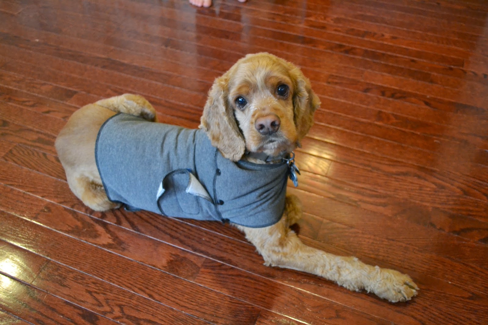 Anxiety Vest for Dogs, DIY DIY Danielle