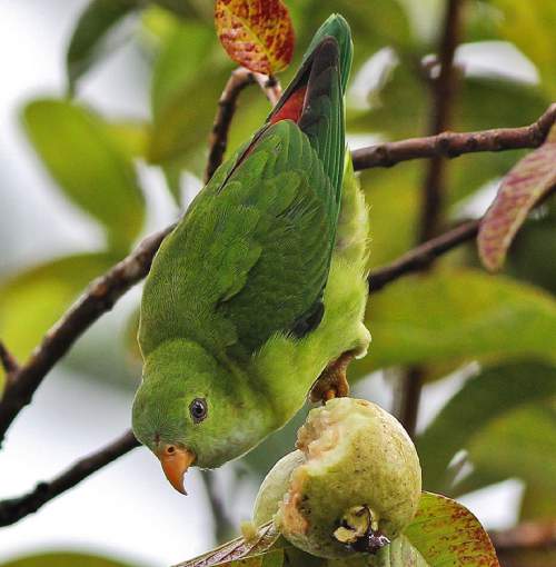 Indian birds - Image of Vernal hanging parrot - Loriculus vernalis