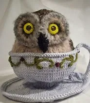 http://www.ravelry.com/patterns/library/owl-in-a-teacup