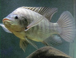 Cara Beternak Ikan Nila ~ Permathic Blog