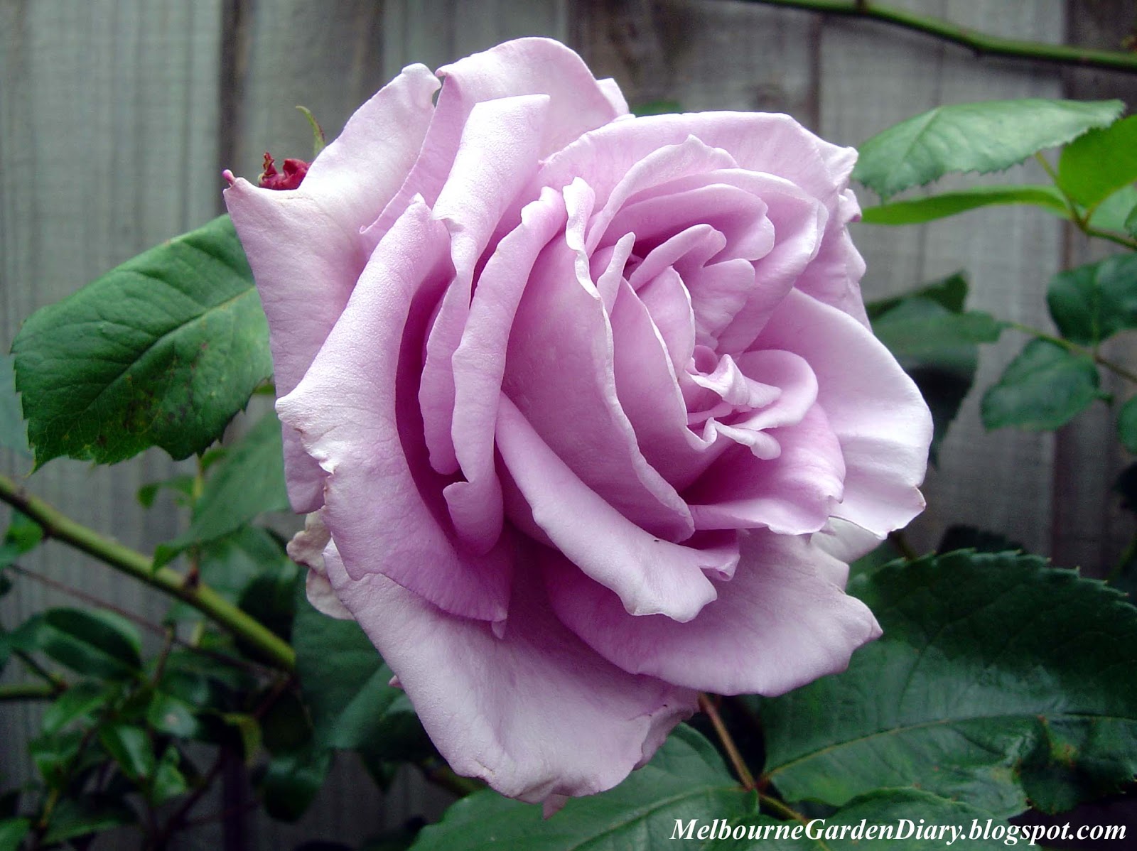 Роза Луна Фото И Описание – Telegraph