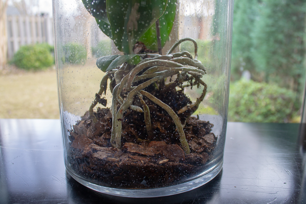 Orchids Under Glass Miss Kopy Kat