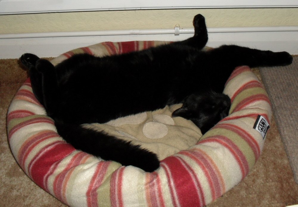 Not getting a real job January 2012