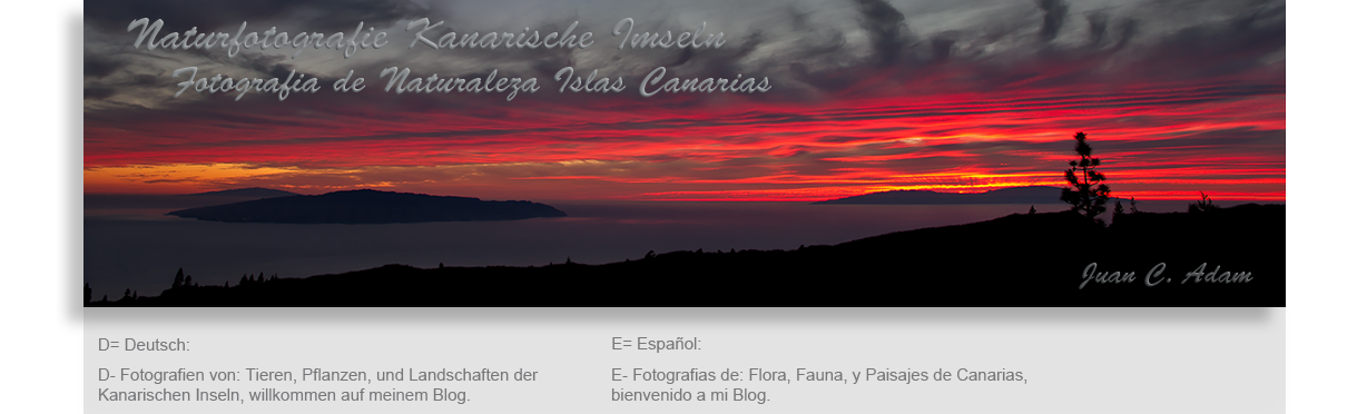 Naturfotografie Kanarische Inseln