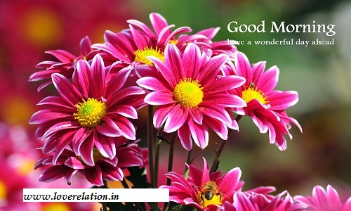 Best 50 Good Morning New Hd Images Free Morning Photos