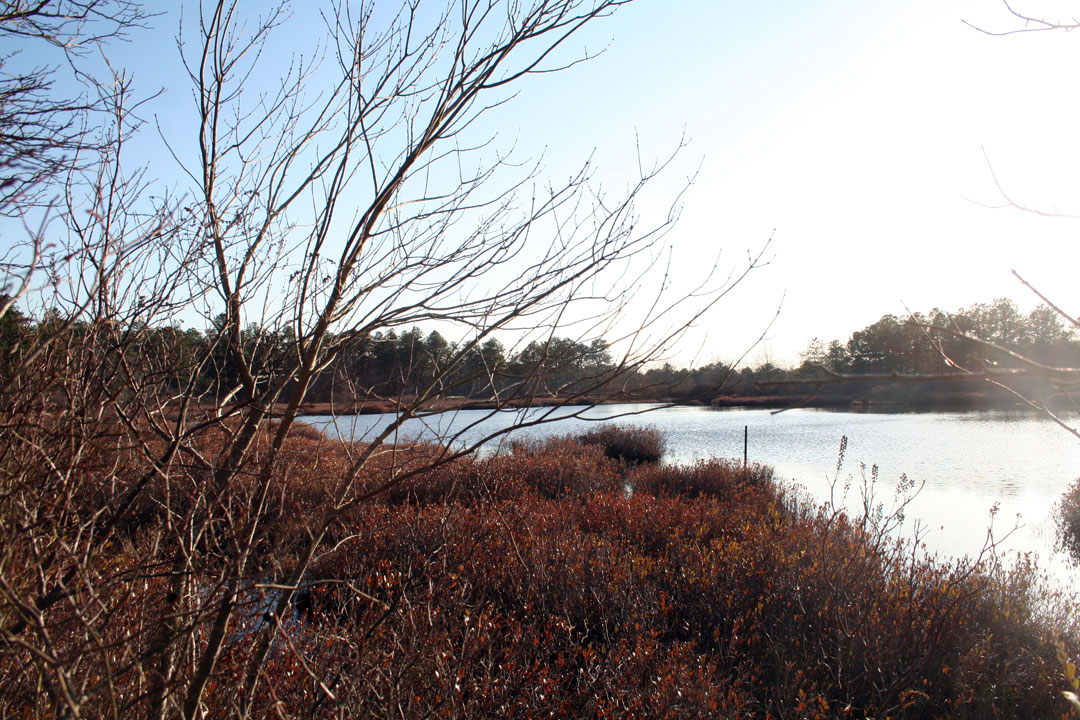 Long Island Images Calverton Ponds Preserve