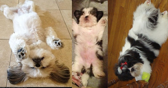 shih tzu sonham