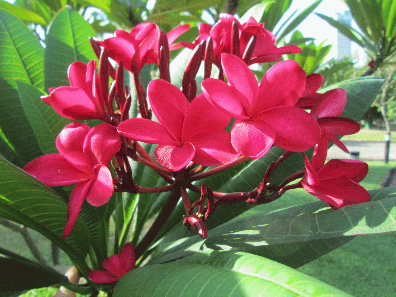 permata hati mama: HAYATI INDAHNYA CIPTAAN TUHAN