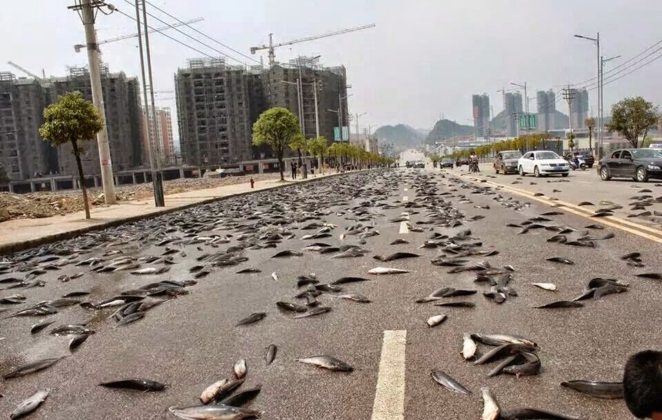 REVEALED The Real Story Behind The 'Fish Rain' In Thailand Revealed
