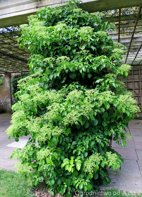 Hortensja pnąca Hydrangea anomala ssp. petiolaris